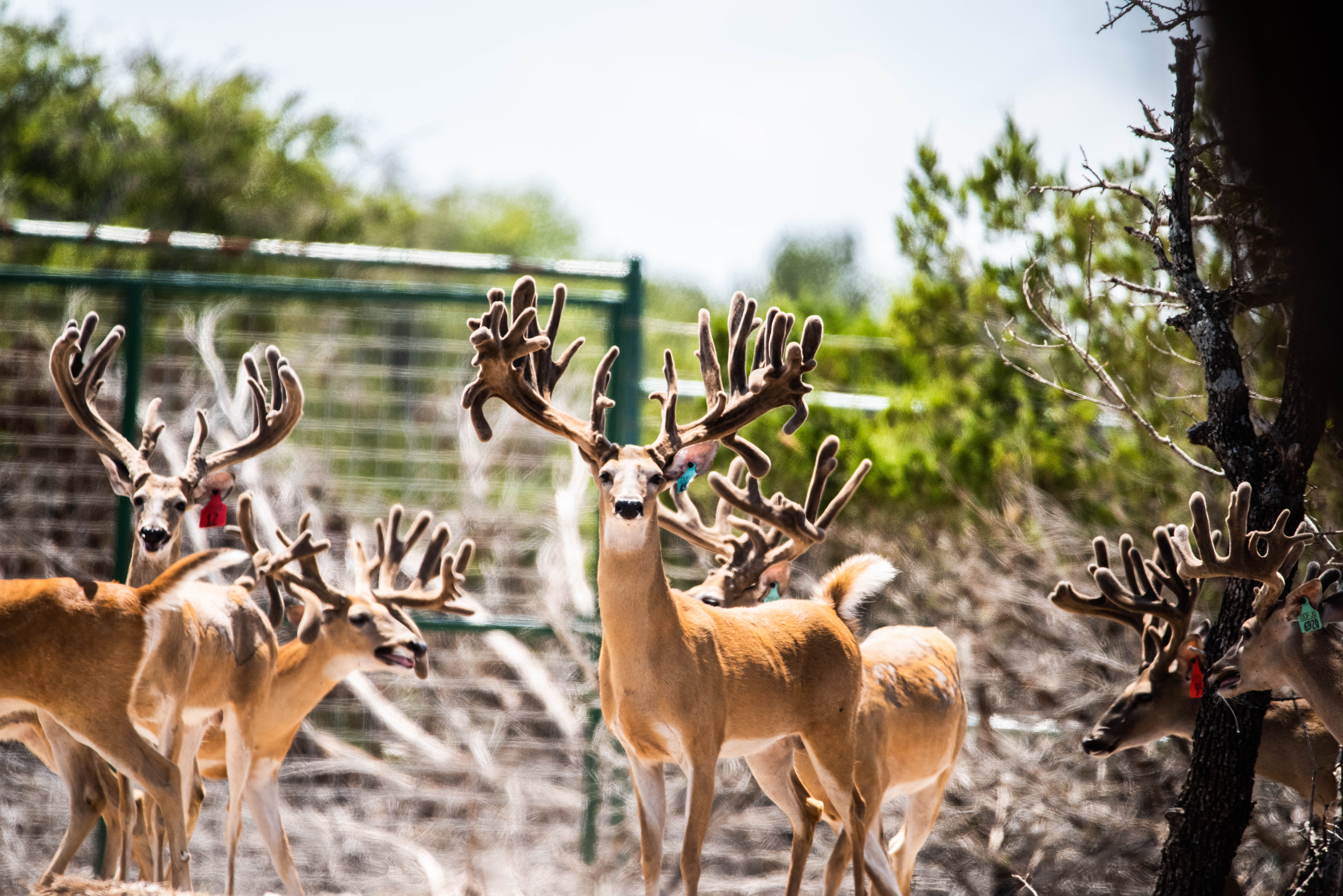 Whitetail deer on managed high-fence ground in Texas