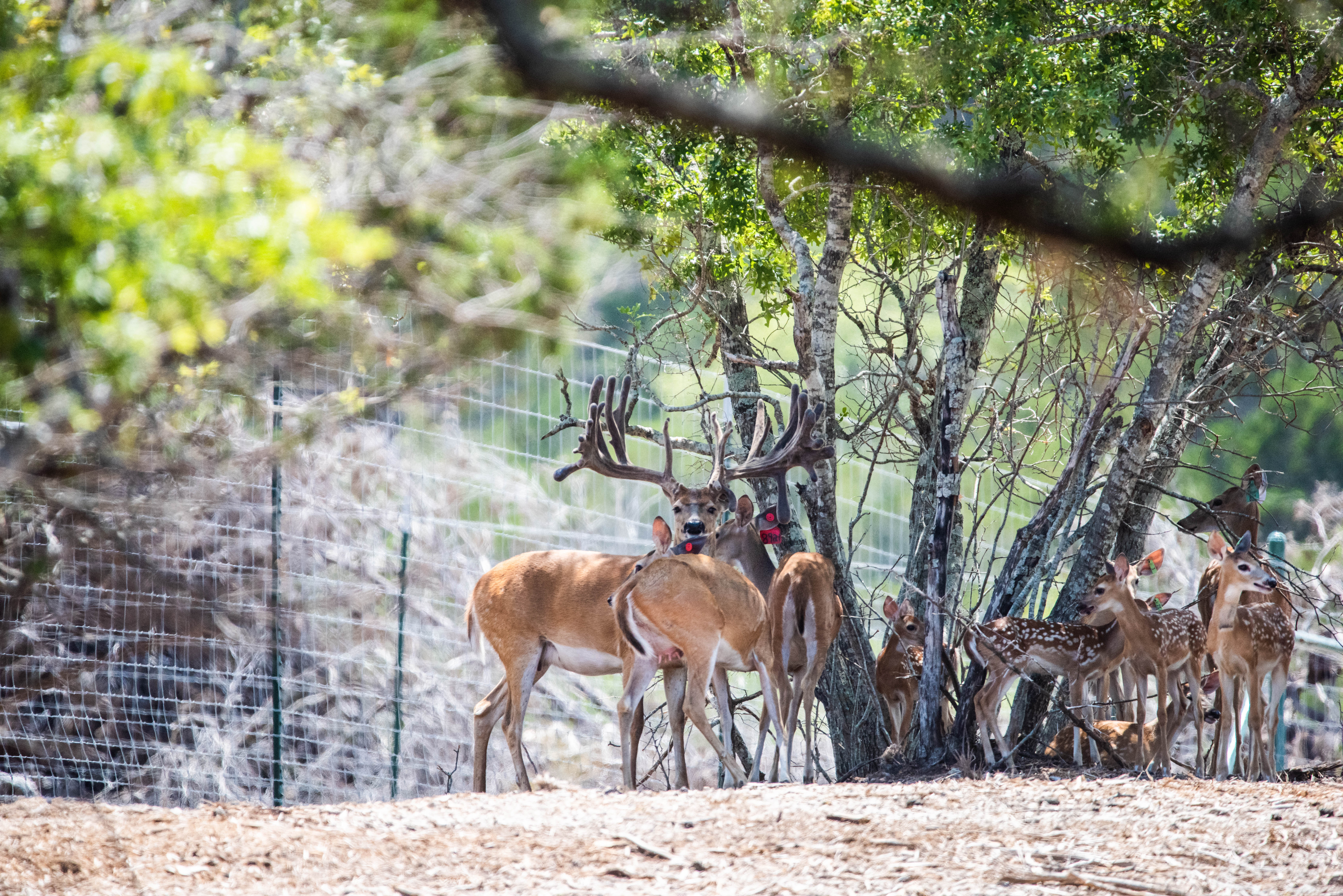 Whitetail buck at Crown Point Whitetails in Morgan, Texas