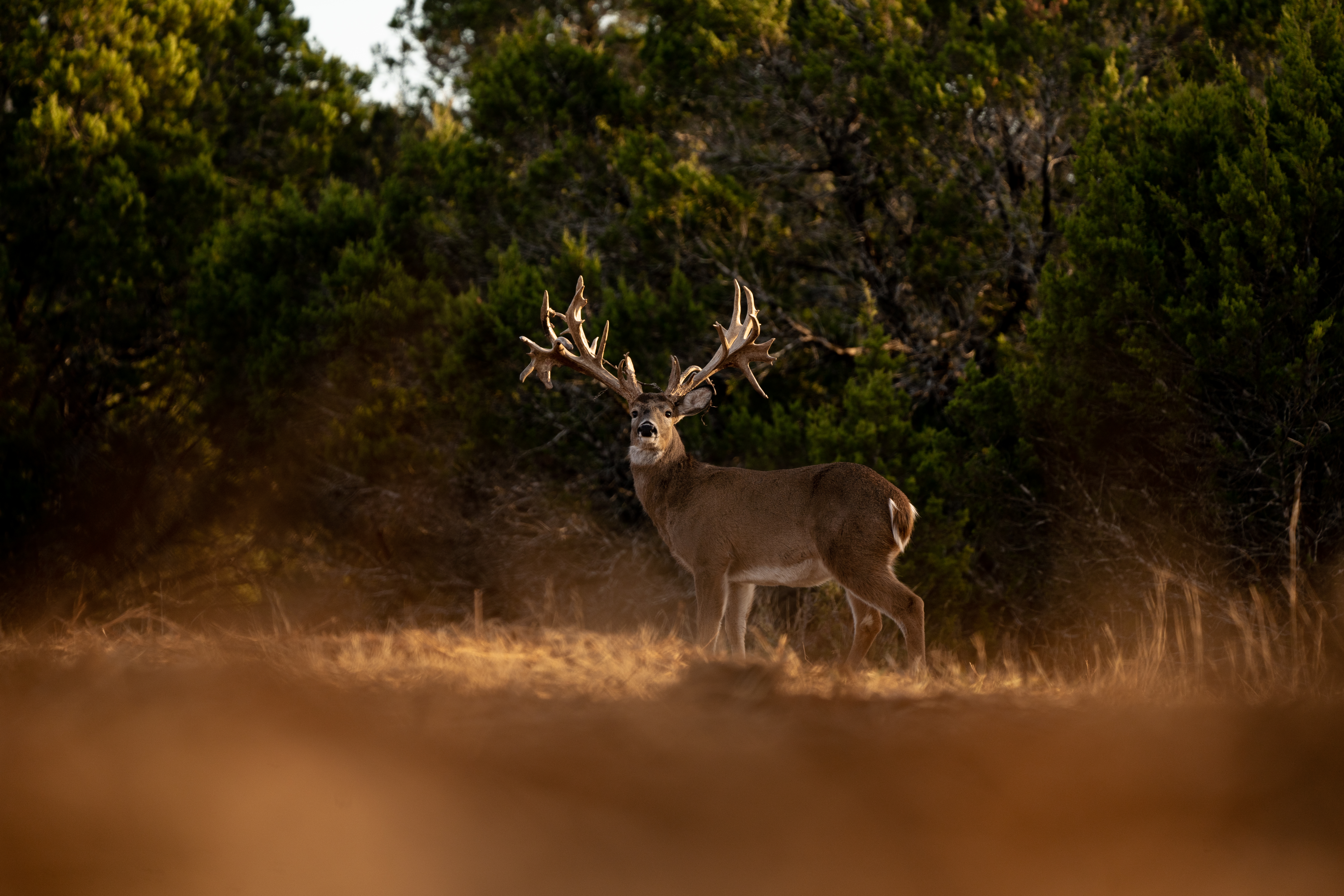 Whitetail buck at Crown Point Whitetails
