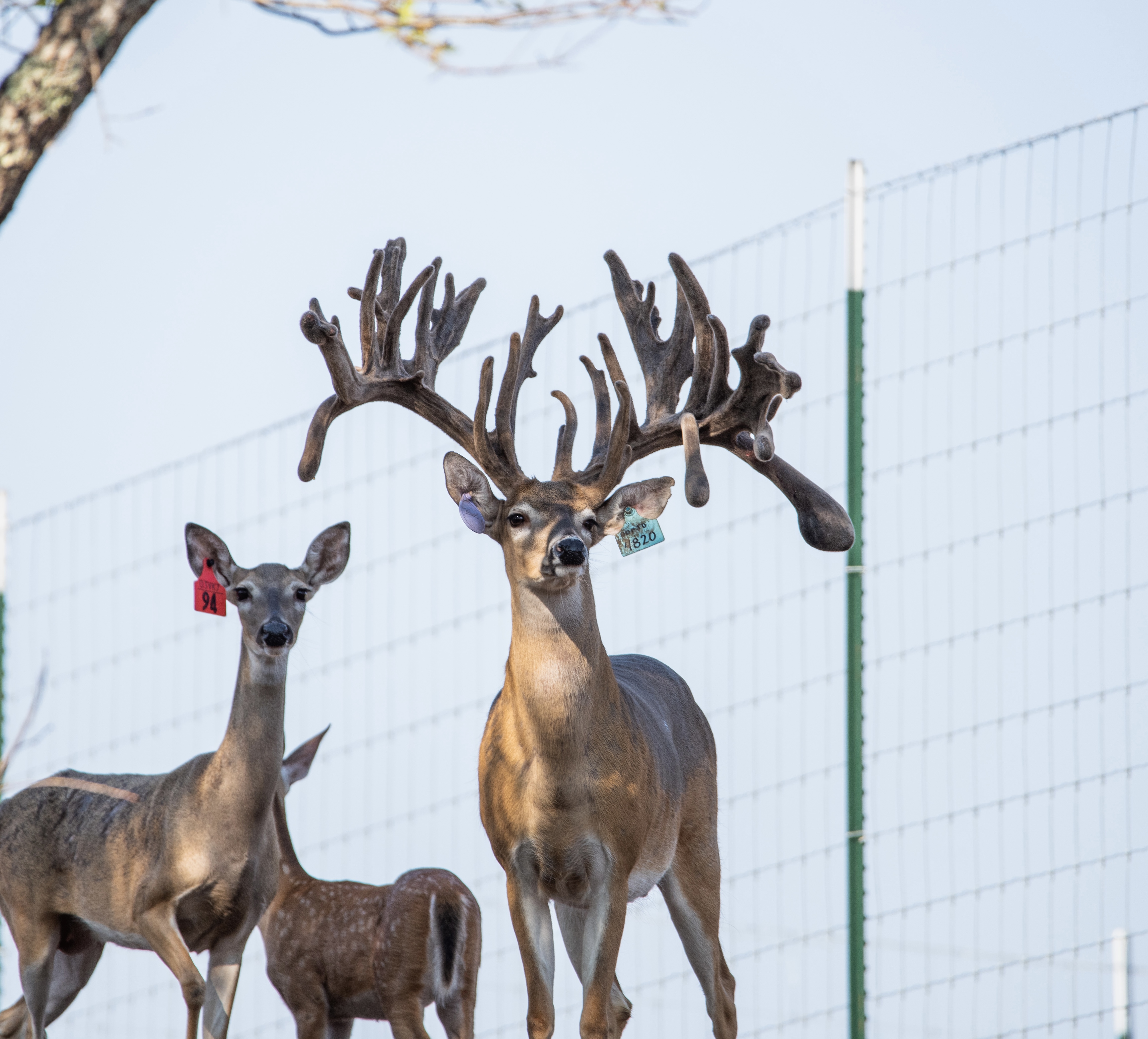 Tagged whitetail deer at Crown Point Whitetails