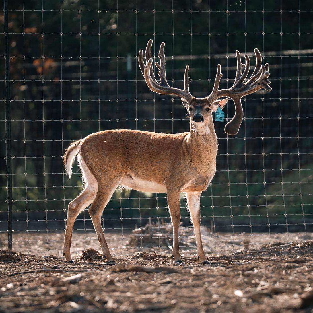 An on-site breeder buck in hard antler at Crown Point Whitetails in Morgan, Texas