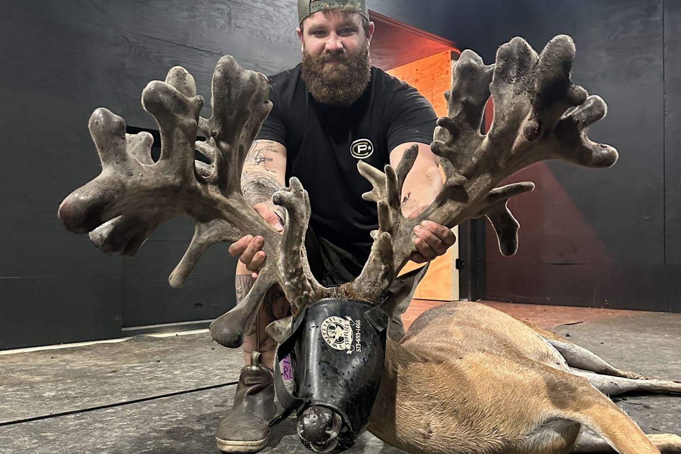 A heavily palmated breeder buck rack in velvet at Crown Point Whitetails