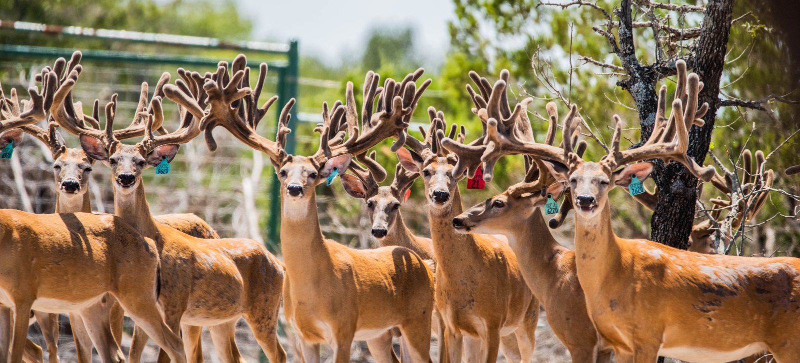A line of velvet-antlered breeder bucks at Crown Point Whitetails in Morgan, Texas