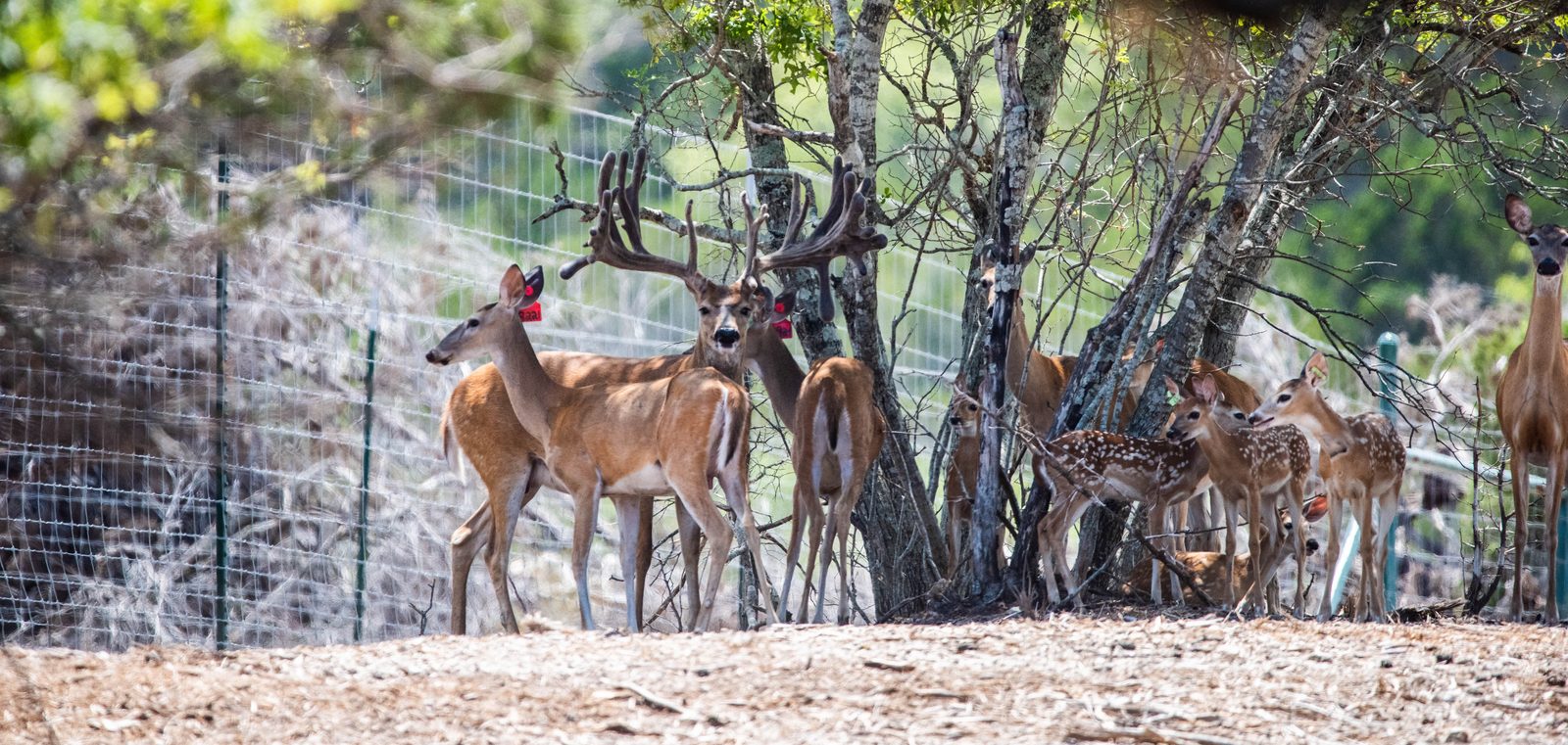 A breeder buck with his does and fawns at Crown Point Whitetails in Morgan, Texas