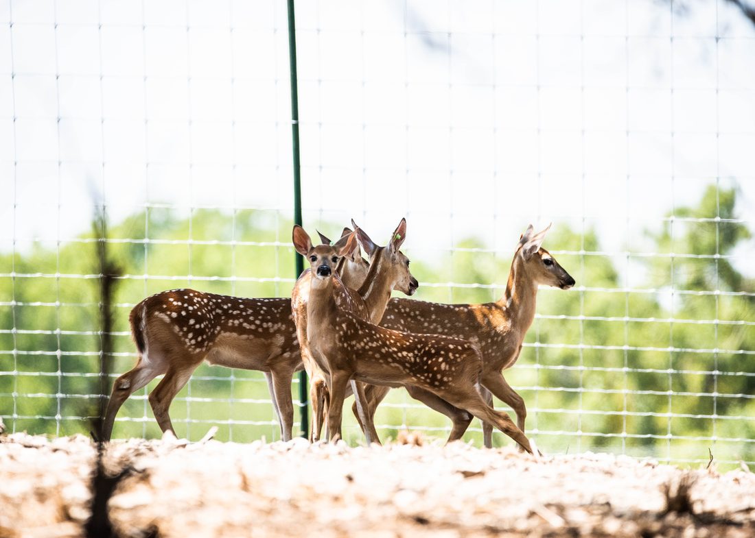 Whitetail fawns in the pens at Crown Point Whitetails