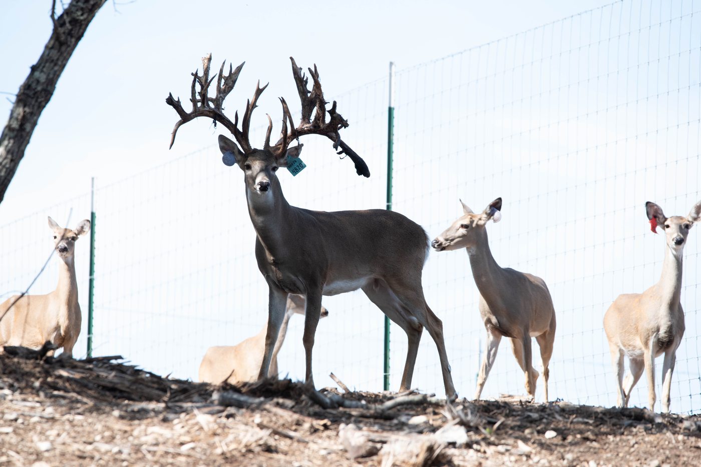 Mature whitetail breeder buck at Crown Point Whitetails
