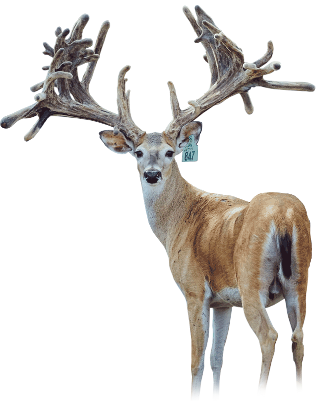 High Power, NADR 265198, an AI sire