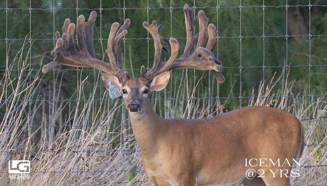 Iceman, NADR 304420, an AI sire at two years old