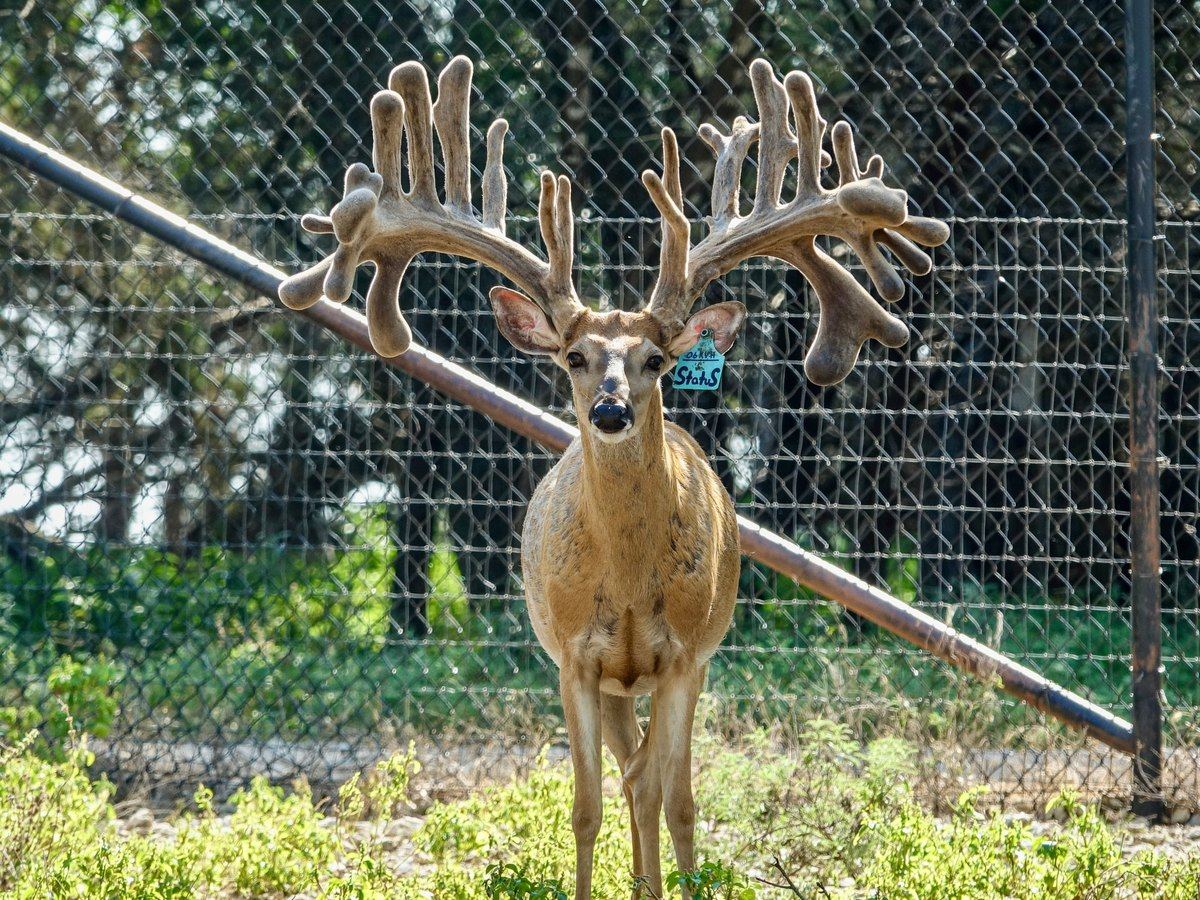 Status, an AI sire bred to Crown Point Whitetails does, photographed in velvet