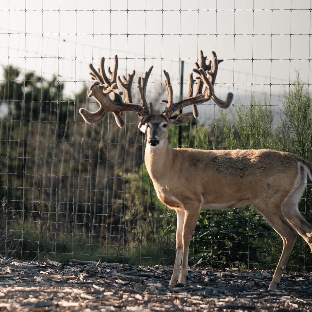 Two-year-old stocker buck in velvet at Crown Point Whitetails