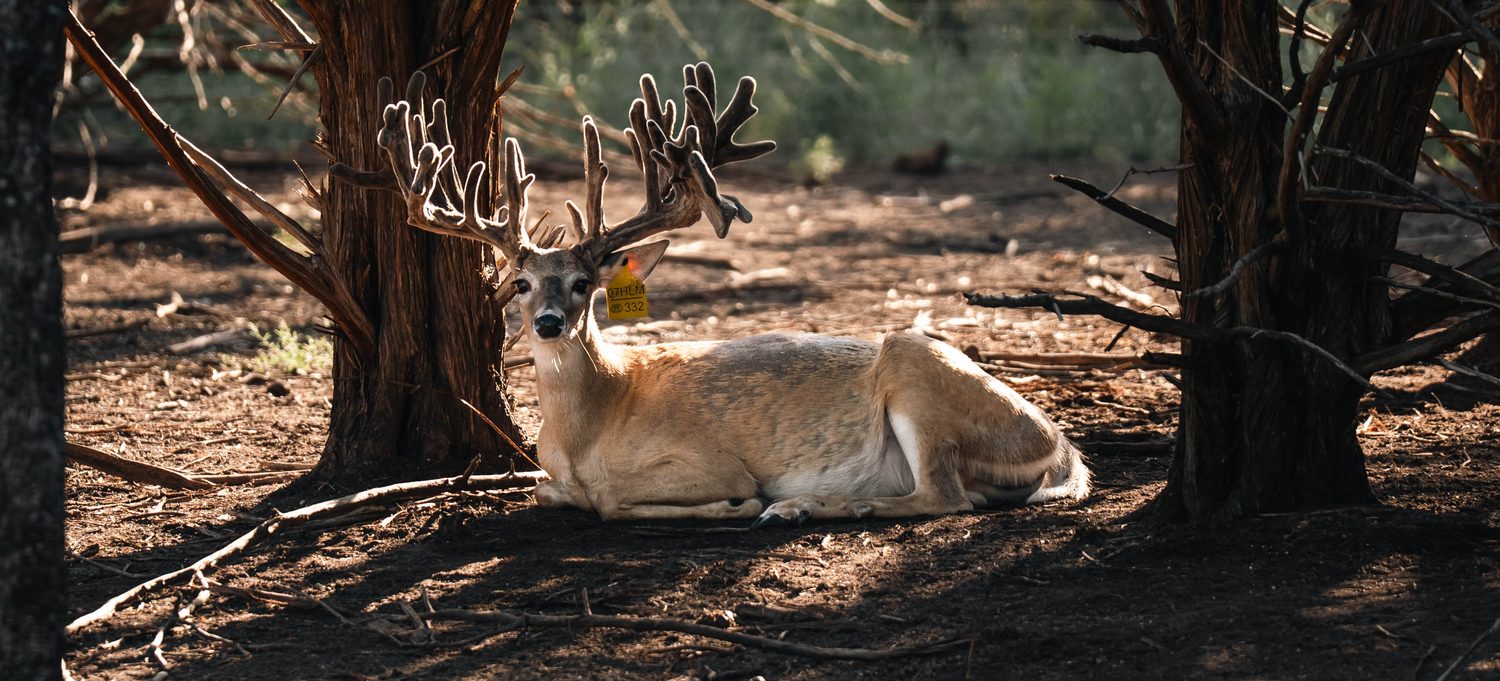 A two-year-old stocker buck bedded in the shade at Crown Point Whitetails