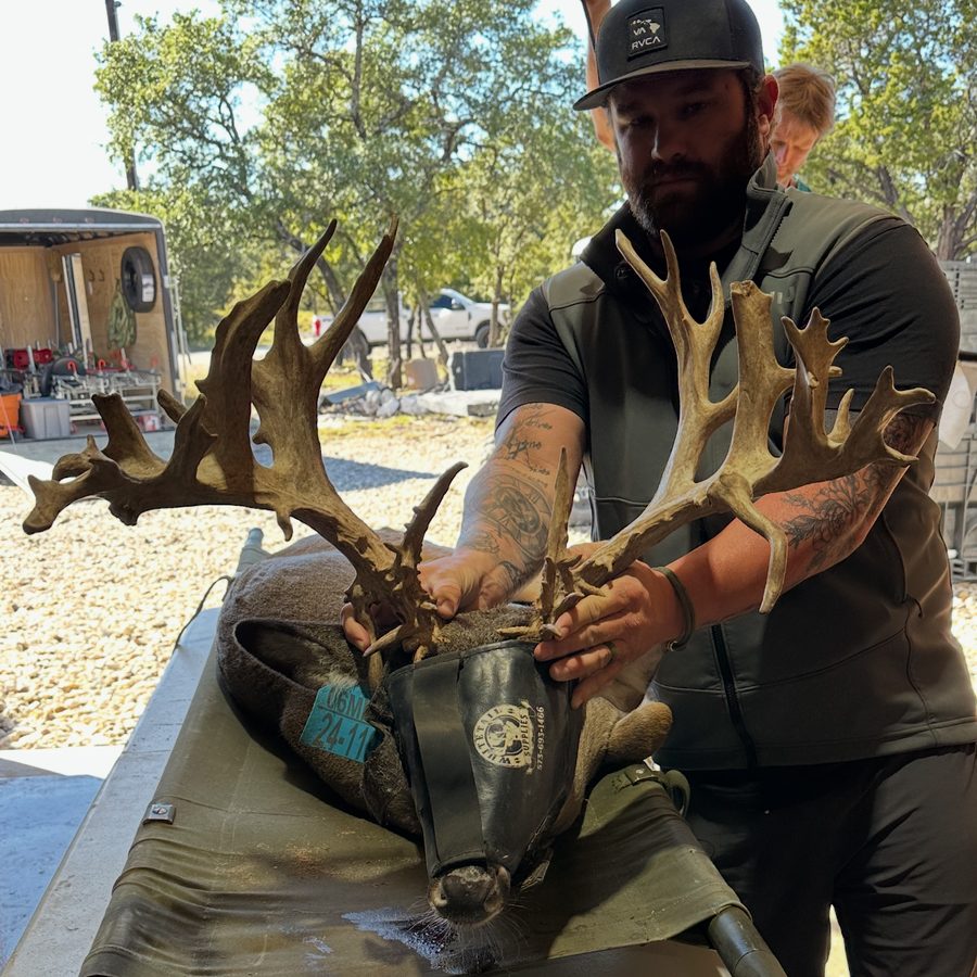 Palmated yearling buck bred at Crown Point Whitetails