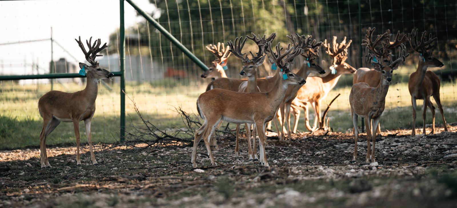 A pen of yearling bucks in velvet at Crown Point Whitetails in Morgan, Texas